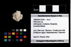 Foto (Objekt + Etikett) von Pithonoton sp.  (NHMW-GEO-1990-0041-3330)